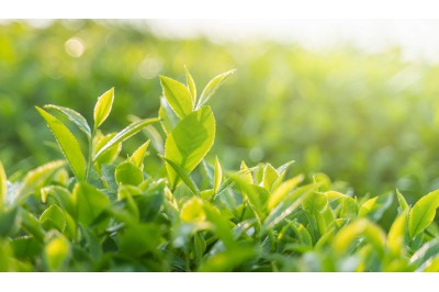 Korzyści z zielonej herbaty dla skóry Latem